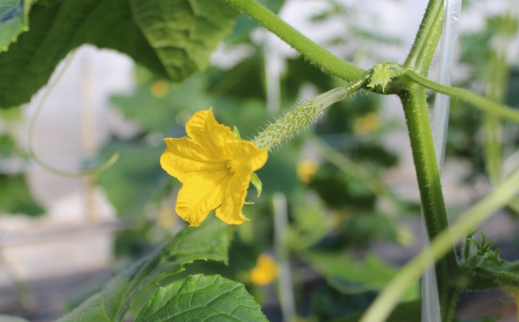 【先行予約】 四川きゅうり 5kg (訳アリ) 野菜 ギフト | 石川県 小松市 本田農園