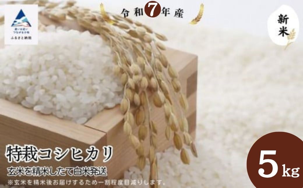 特栽コシヒカリ玄米10㎏（5㎏×2袋）精米したて白米発送