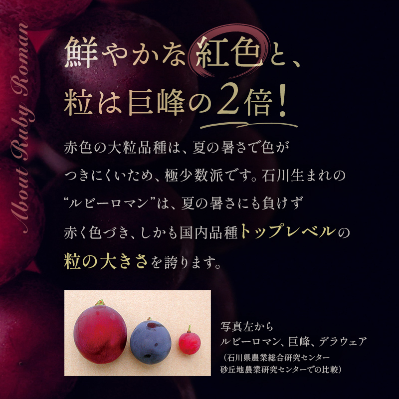 【先行予約】ルビーロマン 1房 500g（令和7年8月中旬～9月上旬頃順次発送） ぶどう ブドウ 大粒 先行予約 予約 冷蔵配送 くだもの 果物 フルーツ ご当地 食品 F6P-2104