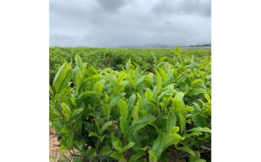 煎茶 150g ＋ 棒茶 120g 缶入りセット お茶 飲み比べ セット 詰合せ 缶入り 茶葉 緑茶 日本茶 ほうじ茶 飲料 贈り物 ギフト 国産 日本製 復興 震災 コロナ 能登半島地震復興支援 北陸新幹線 F6P-0241