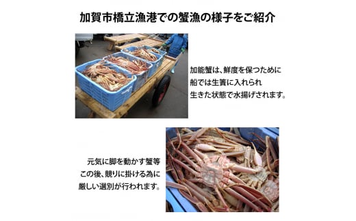 石川県産 加能かに/ズワイガニ ( 産地証明タグ付 ) 茹で上げ前重量 約900g 1匹 特大サイズ F6P-0680