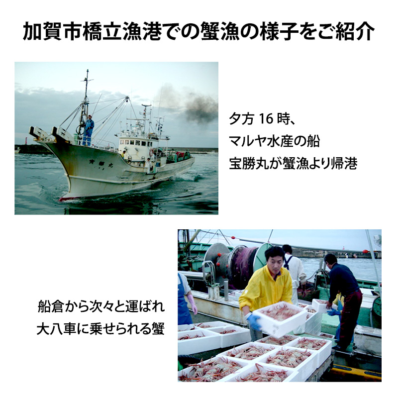 《訳あり》産地直送  加能かに 2～3匹 茹で上げ前重量 合計1.0kg 産地証明 訳あり 家庭用 自宅用 足折れ 先行予約 予約 ブランド蟹 ボイル 茹で 蟹 復興 震災 コロナ 能登半島地震復興支援 北陸新幹線 F6P-0691