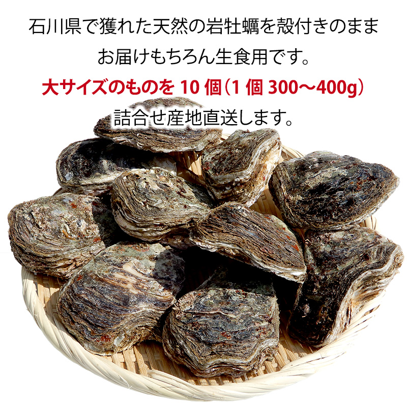 石川県・加賀市 岩牡蠣 岩かき ( 天然 殻付き 生食用 ) 大サイズ 10個 F6P-0972