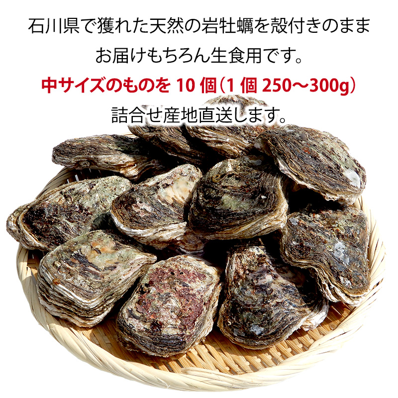 石川県・加賀市 岩牡蠣 岩かき ( 天然 殻付き 生食用 ) 中サイズ 10個 F6P-0973