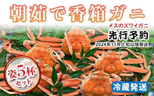 【先行予約】【冷蔵発送】朝茹で香箱ガニ（メスのズワイガニ）姿5杯セット 2024年11月上旬以降発送｜石川県 加賀市  国産 カニ かに 蟹 せいこがに せいこ蟹 セコガニ せこ蟹 香箱蟹 香箱がに 香箱かに ずわいがに F6P-1765