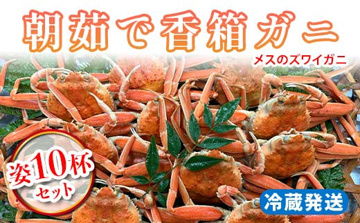 【先行予約】【冷蔵発送】朝茹で香箱ガニ メスのズワイガニ 姿10杯セット 2025年11月上旬以降発送 朝茹で カニ かに 蟹 姿 香箱蟹 香箱がに こうばこがに 茹で ボイル ギフト グルメ 海の幸 海産物 食品 F6P-2178