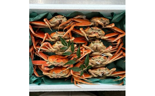 【先行予約】【冷蔵発送】朝茹で香箱ガニ メスのズワイガニ 姿10杯セット 2025年11月上旬以降発送 朝茹で カニ かに 蟹 姿 香箱蟹 香箱がに こうばこがに 茹で ボイル ギフト グルメ 海の幸 海産物 食品 F6P-2178