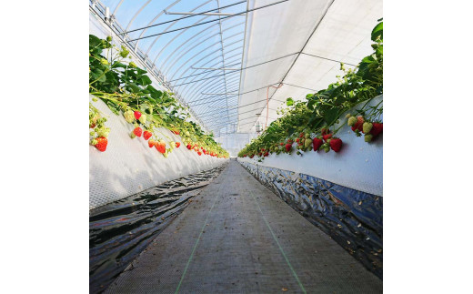 ãã¡ãç©ãäœéš é£ã¹æŸé¡ 1åæ§å ãã¡ãç©ã ãã«ãŒãç©ã ãã ãã®ç©ã ããã㊠ãã¡ã ã€ããŽ èº ãã«ãŒã æç© ãã ãã® äœéš 埩è éçœ ã³ãã èœç»åå³¶å°éåŸ©èæ¯æŽ åéžæ°å¹¹ç· F6P-1807