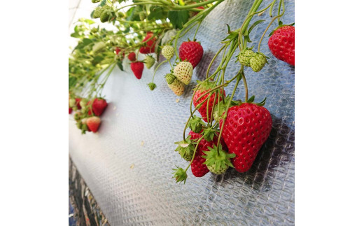 ãã¡ãç©ãäœéš é£ã¹æŸé¡ 1åæ§å ãã¡ãç©ã ãã«ãŒãç©ã ãã ãã®ç©ã ããã㊠ãã¡ã ã€ããŽ èº ãã«ãŒã æç© ãã ãã® äœéš 埩è éçœ ã³ãã èœç»åå³¶å°éåŸ©èæ¯æŽ åéžæ°å¹¹ç· F6P-1807