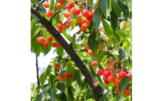 ãããããŒç©ãäœéš é£ã¹æŸé¡ 1åæ§å ãããããŒç©ã ãã«ãŒãç©ã ãã ãã®ç©ã ããã㊠ãããã㌠ãµã¯ã©ã³ã ãã«ãŒã æç© ãã ãã® äœéš 埩è éçœ ã³ãã èœç»åå³¶å°éåŸ©èæ¯æŽ åéžæ°å¹¹ç· F6P-1808