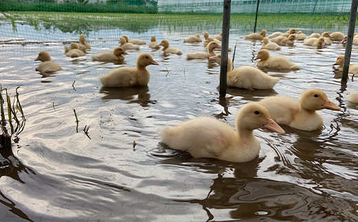 令和6年産 新米 有機栽培米コシヒカリ 石川県加賀市産（合鴨米）精米5kg お米 合鴨 コメ 米 ごはん 有機栽培 有機JAS認証 グルメ 食品 復興 震災 コロナ 能登半島地震復興支援 北陸新幹線 F6P-1932