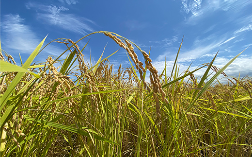 令和7年産 新米 有機栽培米コシヒカリ 石川県加賀市産（合鴨米）精米5kg お米 合鴨 コメ 米 ごはん 有機栽培 有機JAS認証 グルメ 食品 復興 震災 コロナ 能登半島地震復興支援 北陸新幹線 F6P-2992