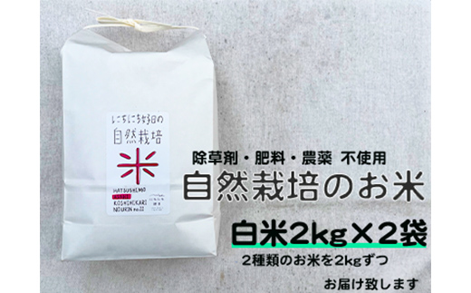 自然栽培米（白米2kg×2種）旭・初霜・農林22号・コシヒカリのうちいずれか2種 お米 ごはん 農薬不使用  F6P-1938|JALふるさと納税|JALのマイルがたまるふるさと納税サイト