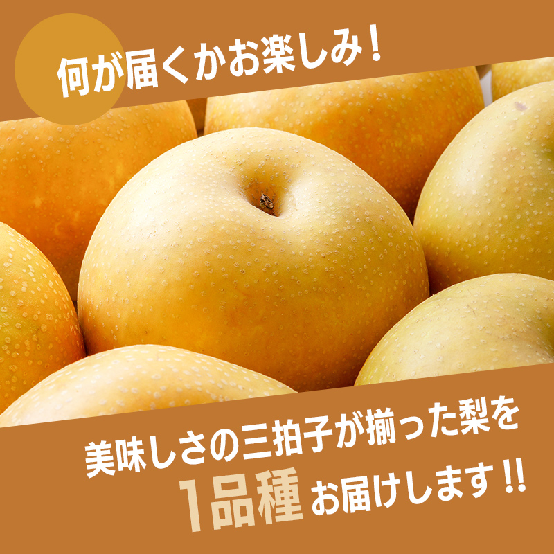 ã2026幎å
è¡äºçŽããèš³ãããæ¢š çŠè¢ 5kg æ¬ã®åçš®ã1åçš®ãå±ã ãã ãã® æç© ãã«ãŒã ãåœå° é£å æ°æ°Ž ãªã€ããã 幞氎 è±æ°Ž ããã¥ã æ°é« æ°è æå® F6P-2945