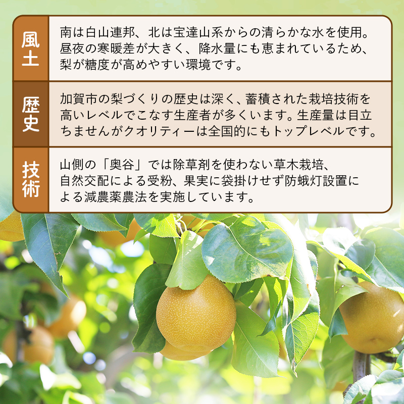 ã2026幎å
è¡äºçŽããèš³ãããæ¢š çŠè¢ 5kg æ¬ã®åçš®ã1åçš®ãå±ã ãã ãã® æç© ãã«ãŒã ãåœå° é£å æ°æ°Ž ãªã€ããã 幞氎 è±æ°Ž ããã¥ã æ°é« æ°è æå® F6P-2945