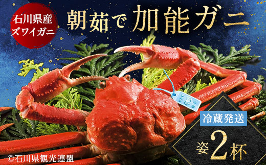 朝茹で 加能ガニ 姿2杯 カニ 朝ゆで 加能蟹 かのうがに 姿 ボイル 蟹 ズワイガニのオス 冷蔵発送 贈り物 ギフト ご当地 グルメ 海の幸 海産物 食品 F6P-2399