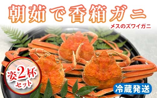 【先行予約】【冷蔵発送】朝茹で香箱ガニ メスのズワイガニ 姿2杯セット 2025年11月上旬以降発送 朝茹で カニ かに 蟹 姿 香箱蟹 香箱がに こうばこがに 茹で ボイル ギフト グルメ 海の幸 海産物 食品 F6P-2168