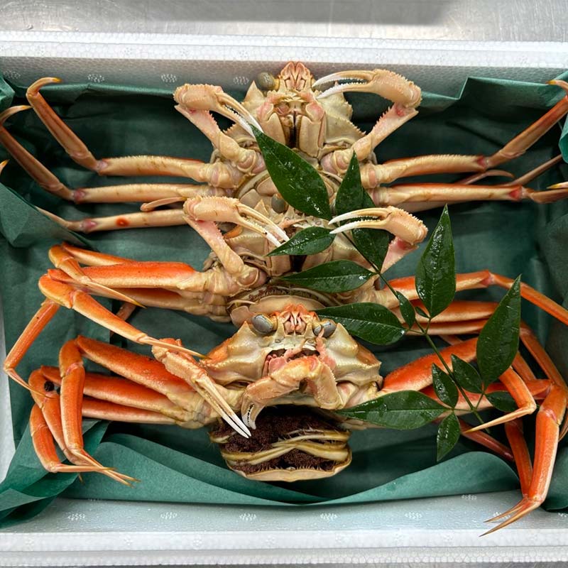 【先行予約】【冷蔵発送】朝茹で香箱ガニ メスのズワイガニ 姿4杯セット 2025年11月上旬以降発送 朝茹で カニ かに 蟹 姿 香箱蟹 香箱がに こうばこがに 茹で ボイル ギフト グルメ 海の幸 海産物 食品 F6P-2169