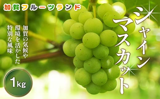 【先行予約】シャインマスカット1kg 石川県加賀市産（2025年9月上旬以降順次発送） ぶどう ブドウ マスカット フルーツ 果物 くだもの お弁当 朝食 デザート フルーツサンド スイーツ 生果実 F6P-2003