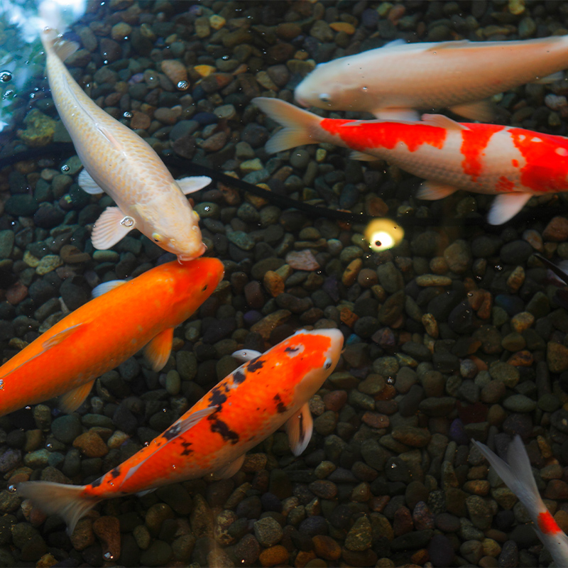 縲舌∩縺ゥ繧翫ョ螳ソ 關ャ譚セ髢」縲大ョソ豕雁虻15,000蜀逶ク蠖 譌陦 螳ソ豕 貂ゥ豕 隕ウ蜈 蠕ゥ闊 髴轣ス 繧ウ繝ュ繝 閭ス逋サ蜊雁ウカ蝨ー髴蠕ゥ闊域髪謠エ 蛹鈴匣譁ー蟷ケ邱 F6P-2107