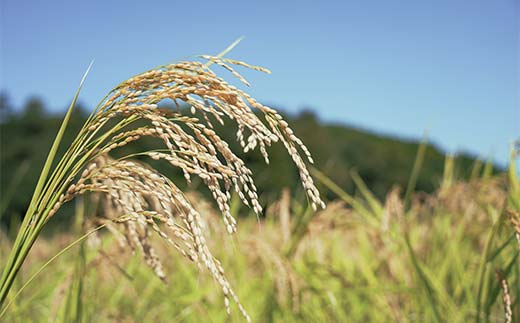 循環農法・自然栽培【令和6年産】幻の米「初霜（はつしも）」 白米（5kg）※肥料・農薬・除草剤不使用 お米 米 国産米 ギフト 贈り物 グルメ 食品 国産 復興 震災 コロナ 能登半島地震復興支援 北陸新幹線 F6P-2319