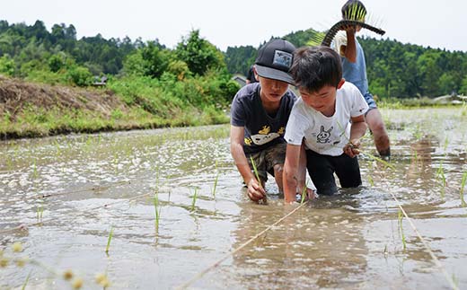 循環農法・自然栽培【令和6年産】幻の米「初霜（はつしも）」 白米（5kg）※肥料・農薬・除草剤不使用 お米 米 国産米 ギフト 贈り物 グルメ 食品 国産 復興 震災 コロナ 能登半島地震復興支援 北陸新幹線 F6P-2319