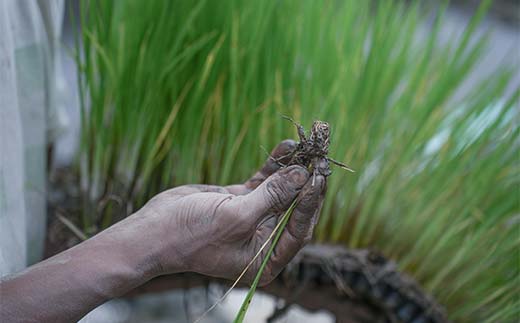 循環農法・自然栽培【令和6年産】幻の米「初霜（はつしも）」 白米（5kg）※肥料・農薬・除草剤不使用 お米 米 国産米 ギフト 贈り物 グルメ 食品 国産 復興 震災 コロナ 能登半島地震復興支援 北陸新幹線 F6P-2319