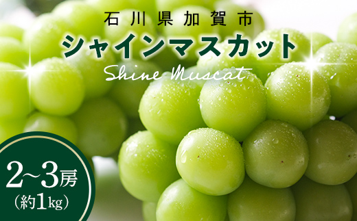 【2026年先行予約】シャインマスカット約1kg 石川県加賀市産（ご家庭用） シャインマスカット マスカット ぶどうぶどうぶどう 葡萄 デザート フルーツフルーツフルーツフルーツ 果物 くだもの 果実 食品 F6P-2629