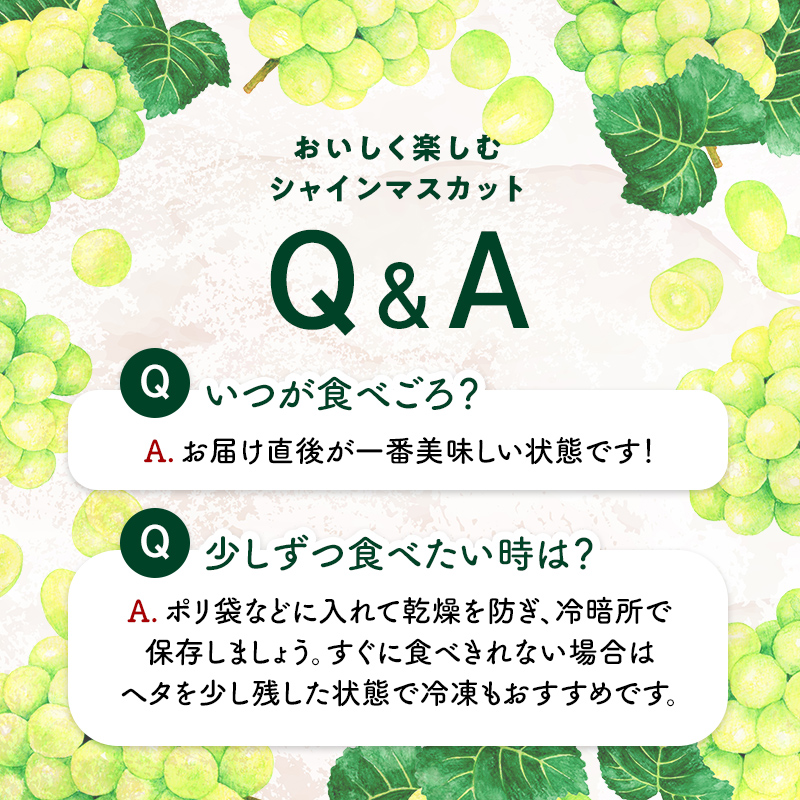 【2026年先行予約】シャインマスカット約1kg 石川県加賀市産（ご家庭用） シャインマスカット マスカット ぶどうぶどうぶどう 葡萄 デザート フルーツフルーツフルーツフルーツ 果物 くだもの 果実 食品 F6P-2629