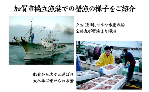 石川県産 加能かに ズワイガニ ( 産地証明タグ付 ) 訳あり 足折れ 小サイズ 2～3匹 合計1.0kg 1月20日～ 3月31日発送 産地証明 訳あり 家庭用 自宅用 足折れ 先行予約 予約 ブランド蟹 ボイル 茹で 蟹 復興 震災 コロナ 能登半島地震復興支援 北陸新幹線 F6P-2780