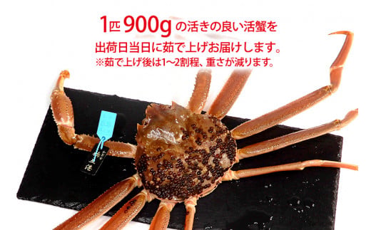【12月16日～12月26日発送】【先行予約】【冷蔵発送】石川県産 加能かに ズワイガニ ( 産地証明タグ付 ) 茹で上げ前重量 約900g 1匹 特大サイズ F6P-2757