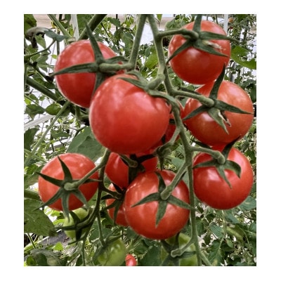 【朝どり直送】何個でも食べられちゃう・甘酸っぱいピンク色のミニトマト　1.2kg　8パック【配送不可地域：離島・北海道・沖縄県】【1566509】