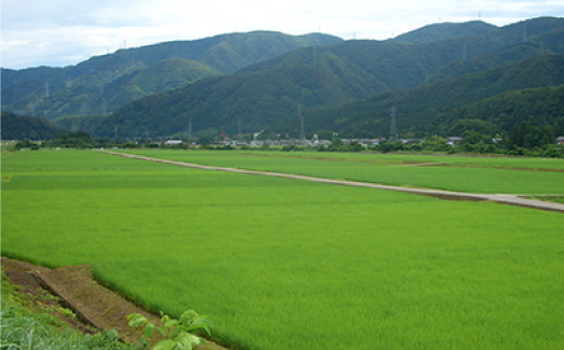 やまだ農場の鳥越こしひかり10kg(5kg×2パック)白米【1019156】