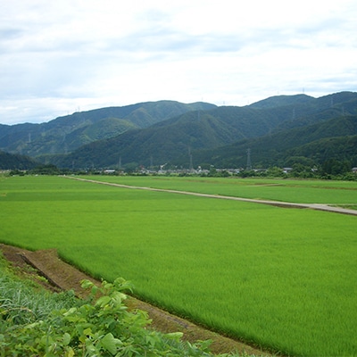 やまだ農場の鳥越こしひかり10kg(5kg×2パック)白米【1019156】