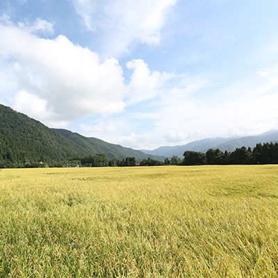 やまだ農場の鳥越こしひかり10kg(5kg×2パック)白米【1019156】