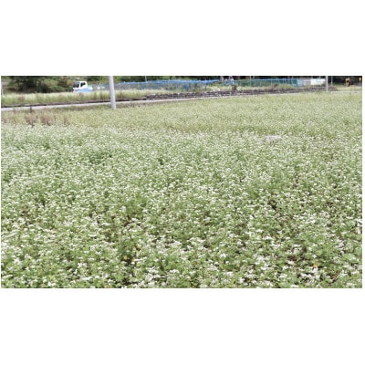 白山麓そばセット(8食分)【1596860】