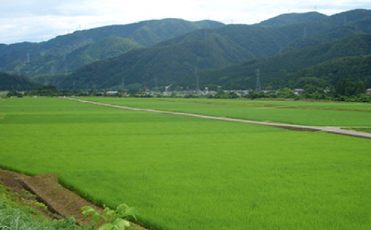 やまだ農場の鳥越こしひかり5kg　白米【1019155】