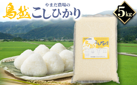 やまだ農場の鳥越こしひかり5kg　白米【1019155】