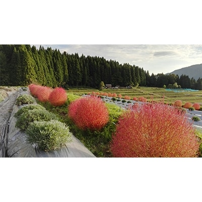 白山ゲビンデ　-棚田のラベンダー便り-【配送不可地域：沖縄県】【1070730】