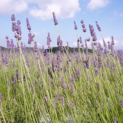 香りまとい人　水引細工【配送不可地域：離島・沖縄県】【1037364】