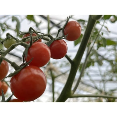 【朝どり直送】何個でも食べられちゃう・甘酸っぱいピンク色のミニトマト　1.2kg　8パック【配送不可地域：離島・北海道・沖縄県】【1566509】
