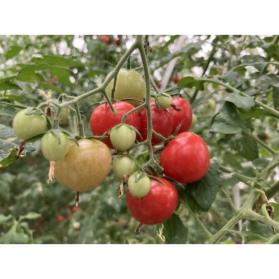 【朝どり直送】おやつ感覚で食べられちゃう・甘いミディトマト　1.2kg(150g×8パック)【配送不可地域：離島・北海道・沖縄県】【1579810】