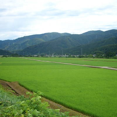 やまだ農場の鳥越こしひかり20kg(5kg×4パック)白米【1019157】