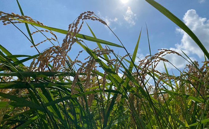 自然農法米こしひかり「自然の恵み」玄米5kg《特別栽培米》