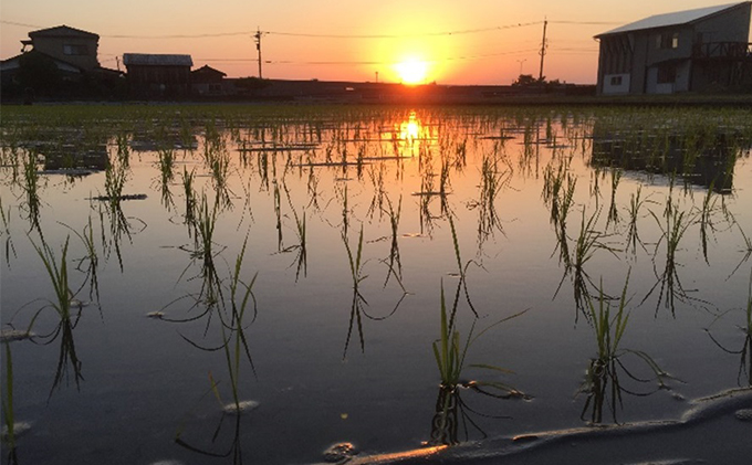 自然農法米こしひかり「自然の恵み」玄米5kg《特別栽培米》