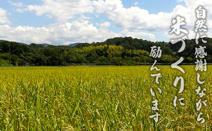 令和7年度産　ミルキークイーン（白米10kg） お米 ライス 精米 ブランド米 ご飯 炭水化物 毎食 朝ごはん ランチ 昼ごはん 夜ごはん 食卓 主食 おにぎり 直送 低農薬 