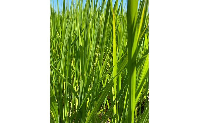 北本農場こだわりのお米令和5年度産コシヒカリ精米10kg有機肥料(ボカシ肥料）で育てたお米