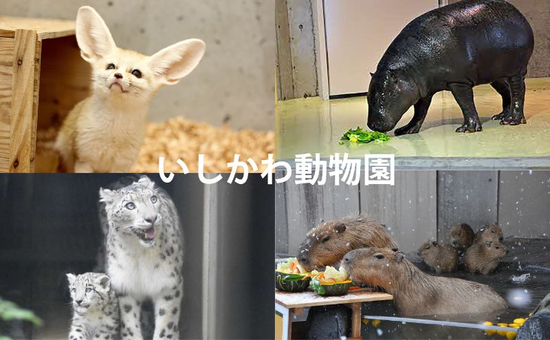 チケット いしかわ動物園ペア入園券（一般）石川県 能美市