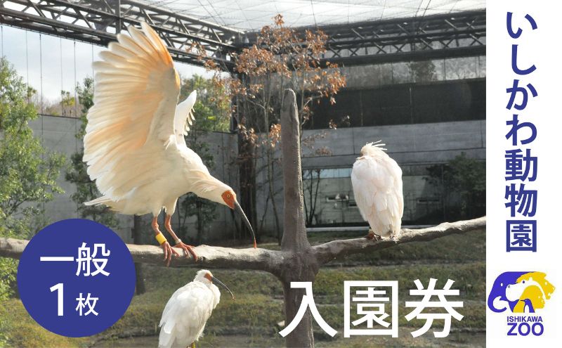 チケット いしかわ動物園入園券（一般）石川県 能美市