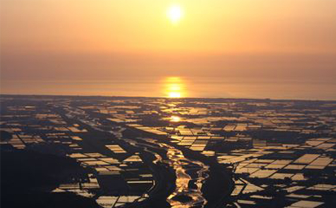 遏ウ蟾晉恁逕」繧ウ繧キ繝偵き繝ェ 蟋ォ荵晁ーキ(邊セ邀ウ) 5kg 縺顔アウ
